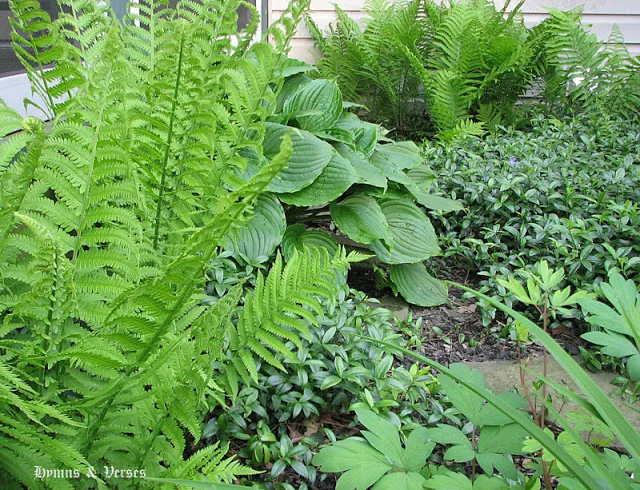 Framed Woodland Ferns