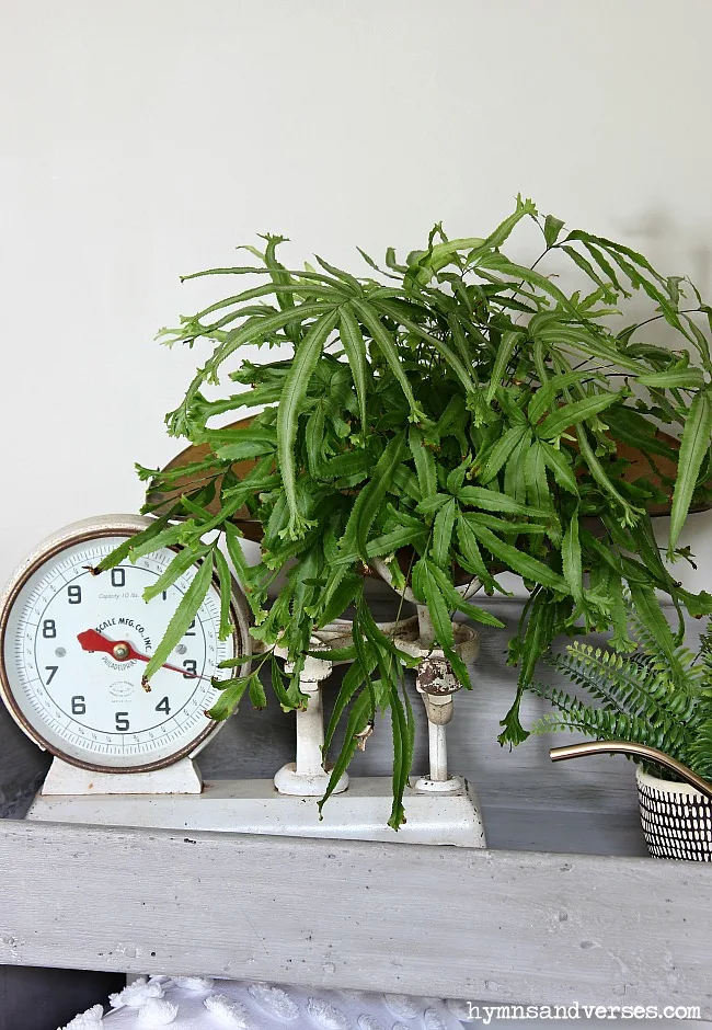 Painted Bucket Bench with Vintage Scale and Fern