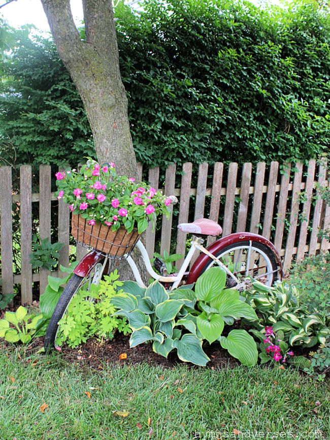 vintage bicycle in the landscape with hosta and bleeding heart