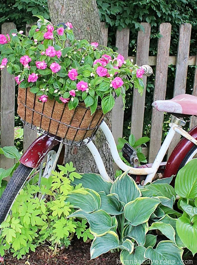 vintage bicycle with basket planted with double impatiens