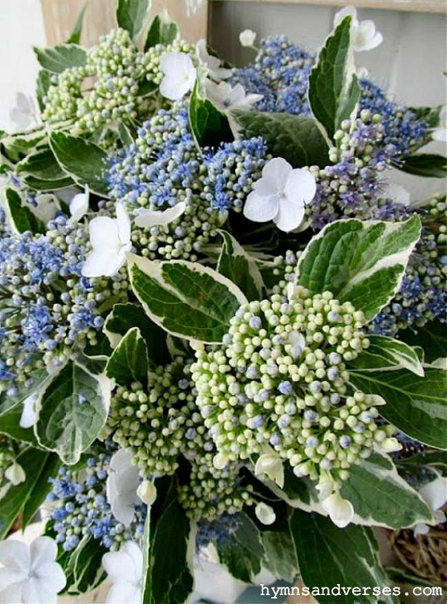 Variegated hydrangea on sale