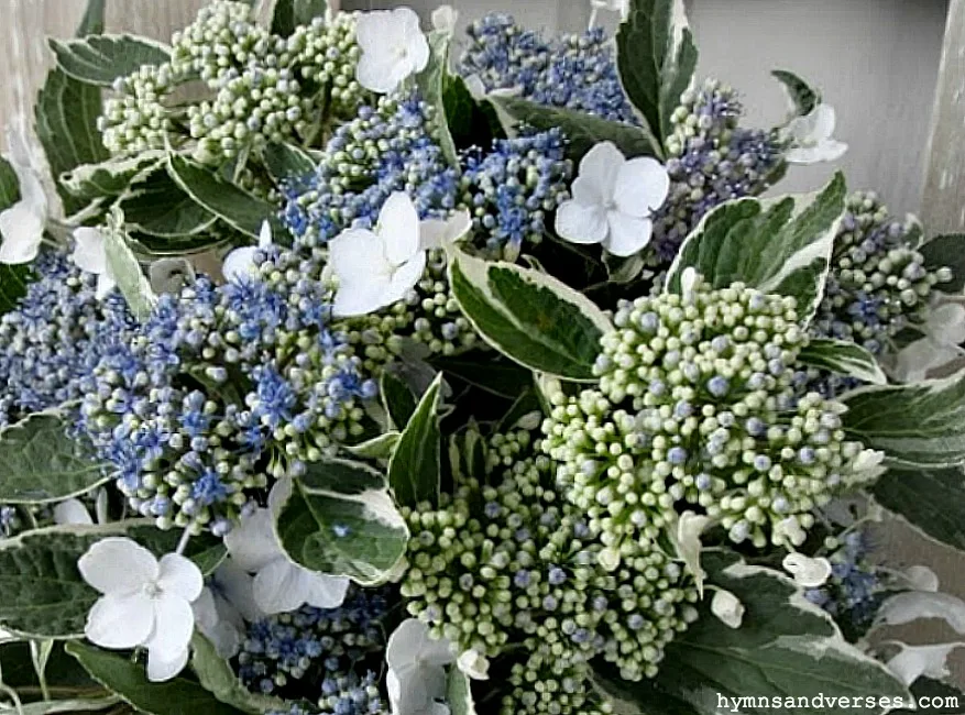 Prune a Lacecap Hydrangea