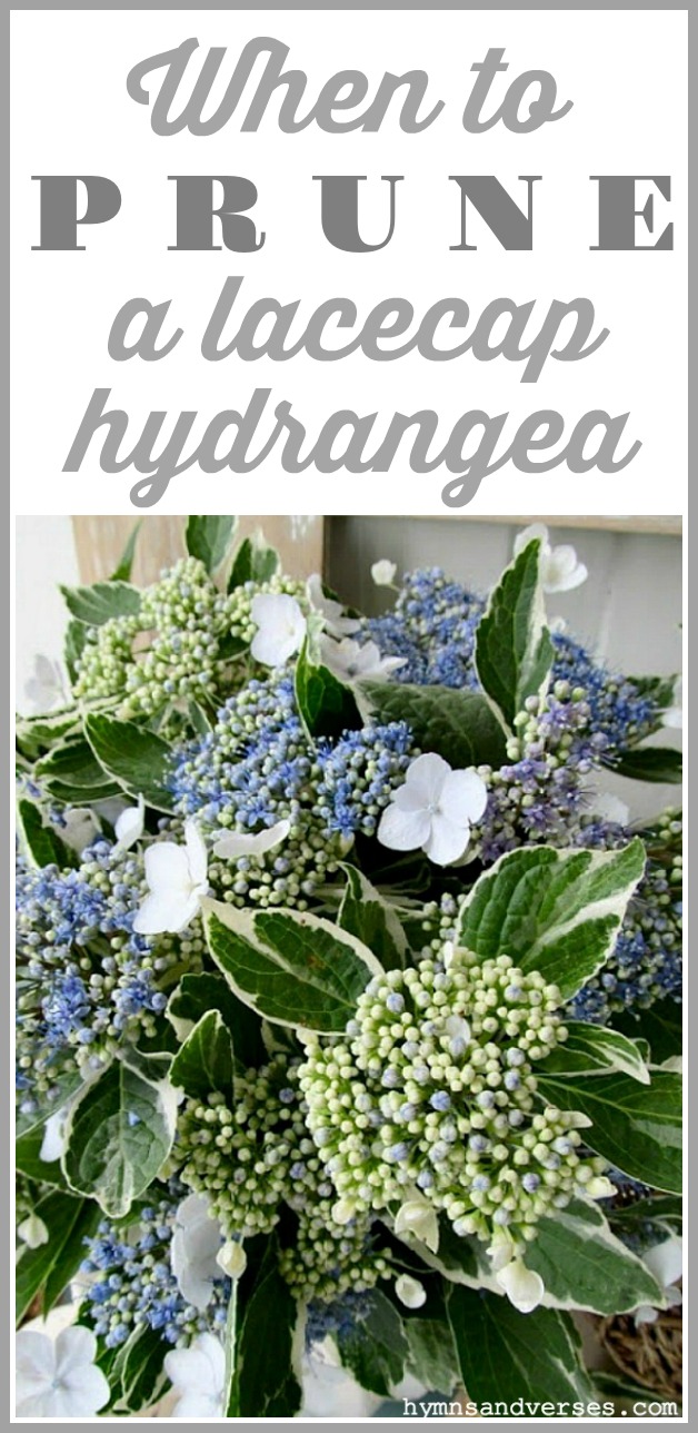 When to Prune a Lacecap Hydrangea