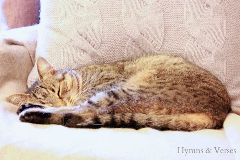 Cozy Winter Home - Sleeping Cat