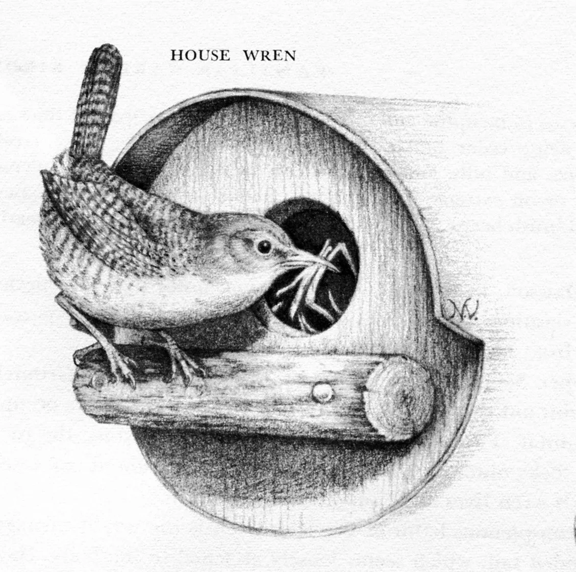Vintage House Wren Image from Book - Hymns and Verses