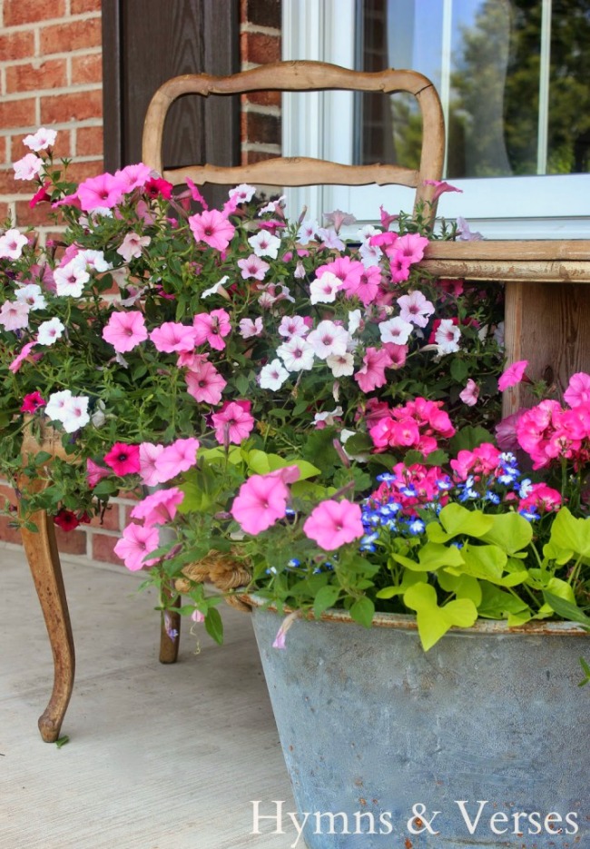 French Chair planter with wave petunias