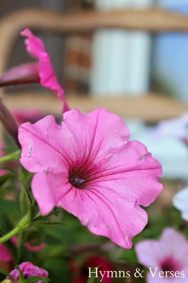 Pink Wave Petunias