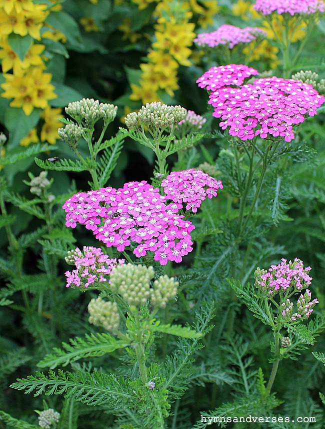 Pink Yarrow and Yellow Loosestrife