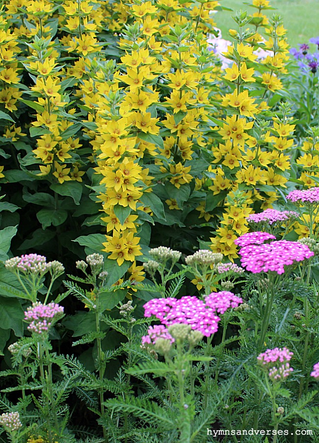 Pink Yarrow and Yellow Loosestrife - Cottage Garden