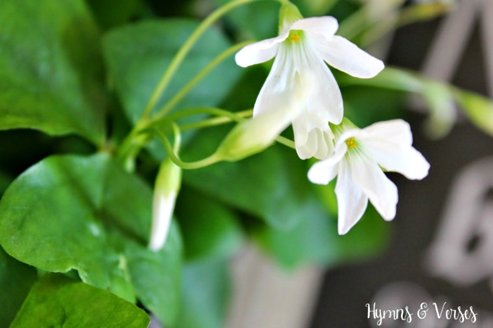 St. Patrick's Day Chalkboard - Shamrock Plant White Flowers