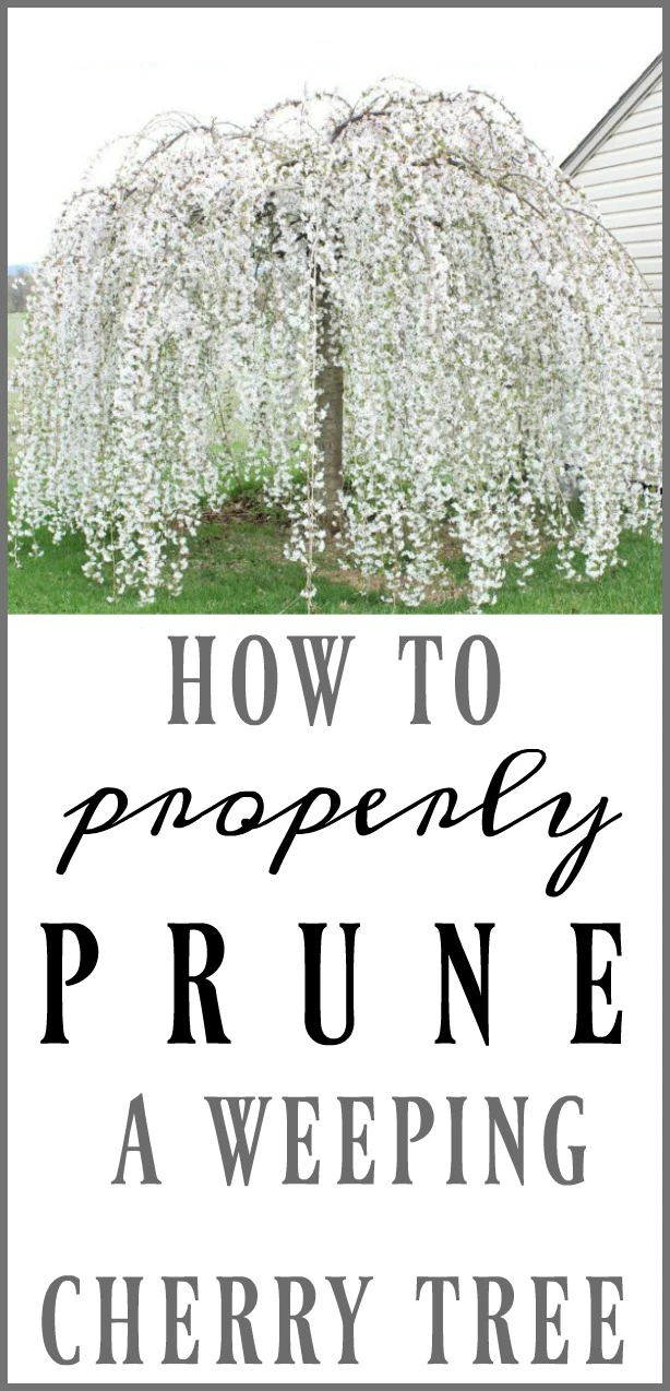 How to Prune a Weeping Cherry Tree