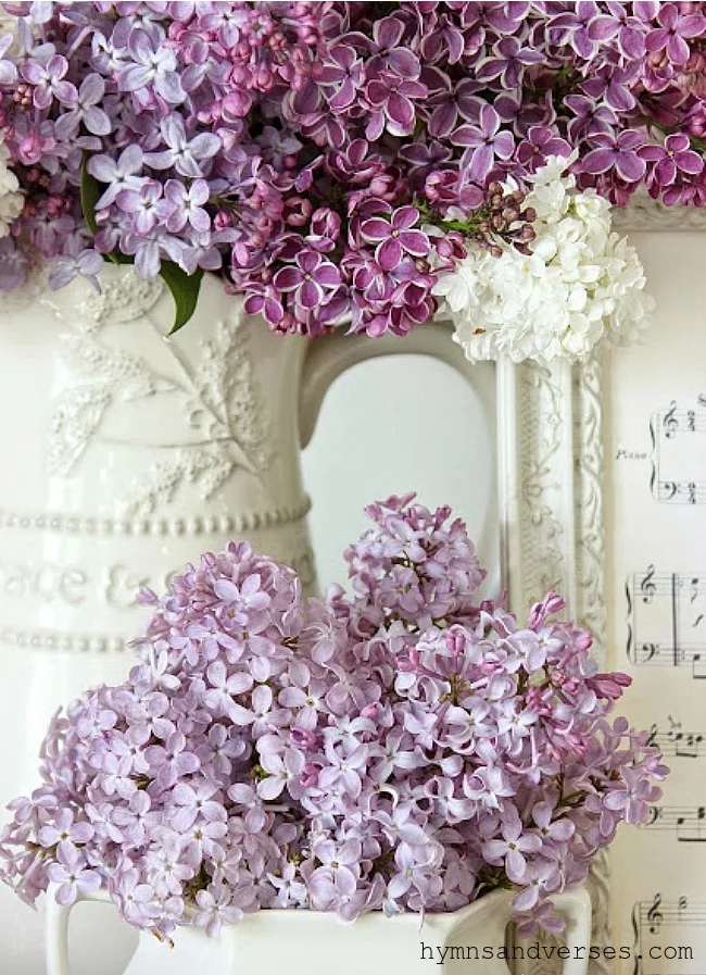 Pretty Lilac Blooms - May Flowers | Hymns and Verses