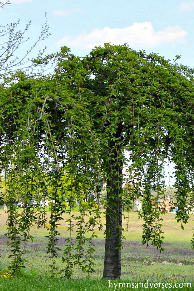 dwarf weeping cherry tree