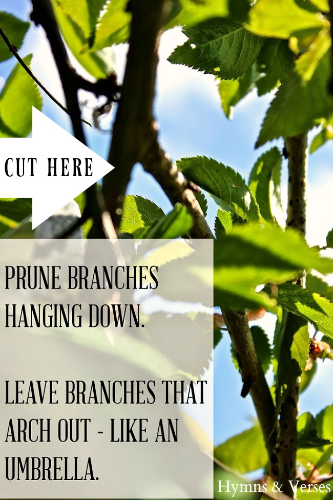 How To Prune A Weeping Cherry Tree Hymns And Verses