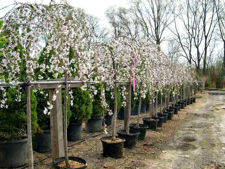 dwarf snow fountain weeping cherry tree