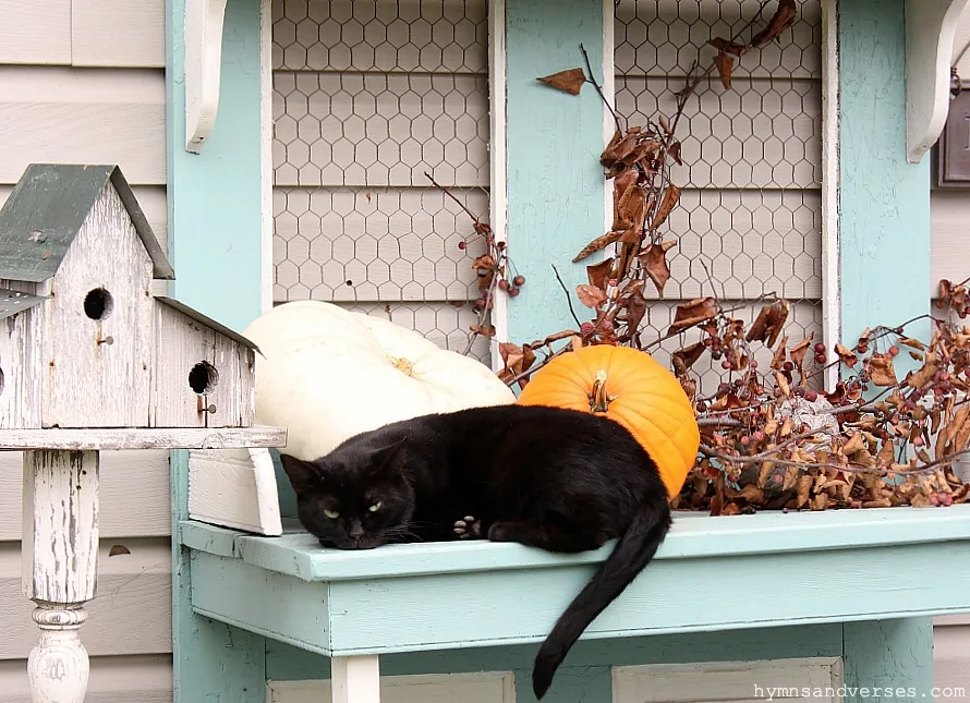 Black Cat with Pumpkins and Fall Branches