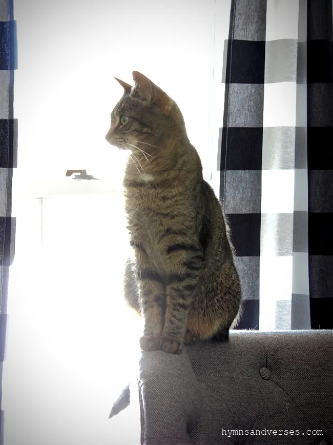 Tabby cat on chair with buffalo check curtains