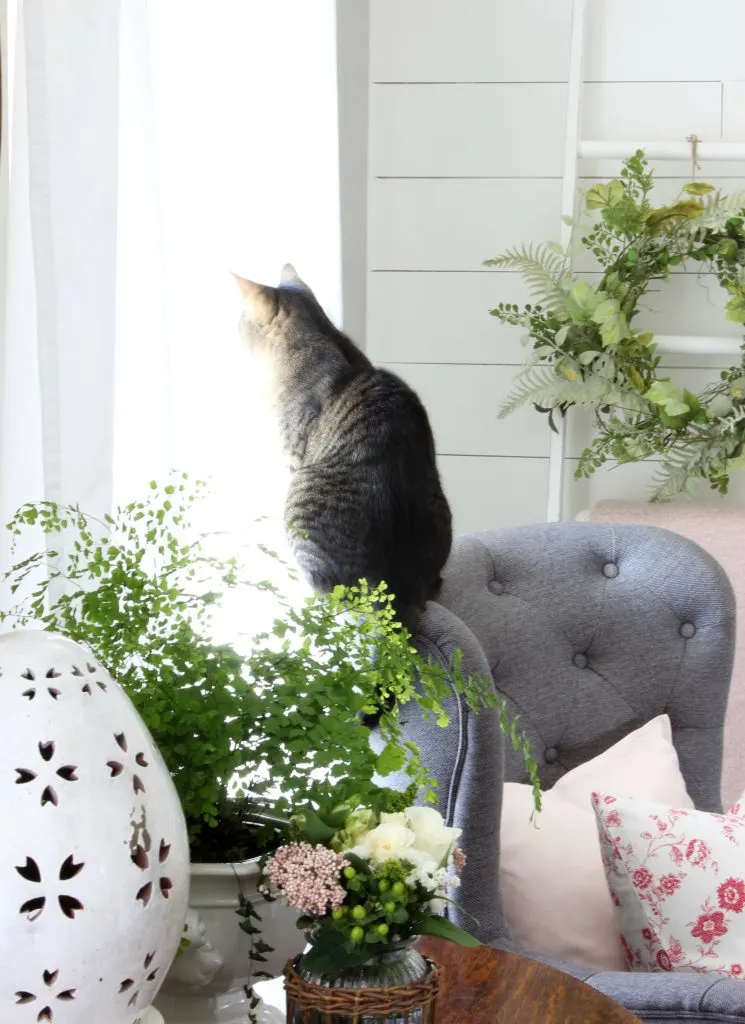 Cat - Spring Cottage Style 