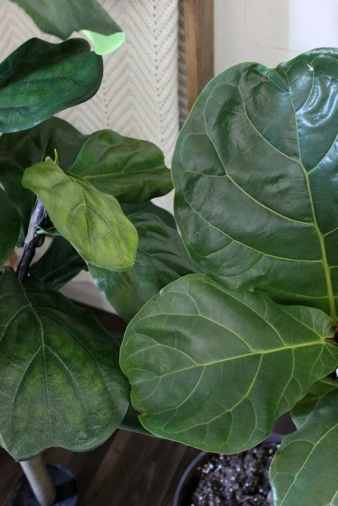 Faux Fiddle Leaf Fig Leaves