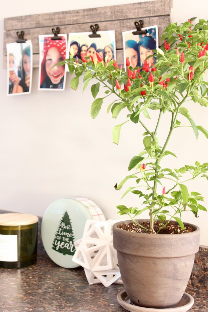 Lititz Town Home - Pepper Plant