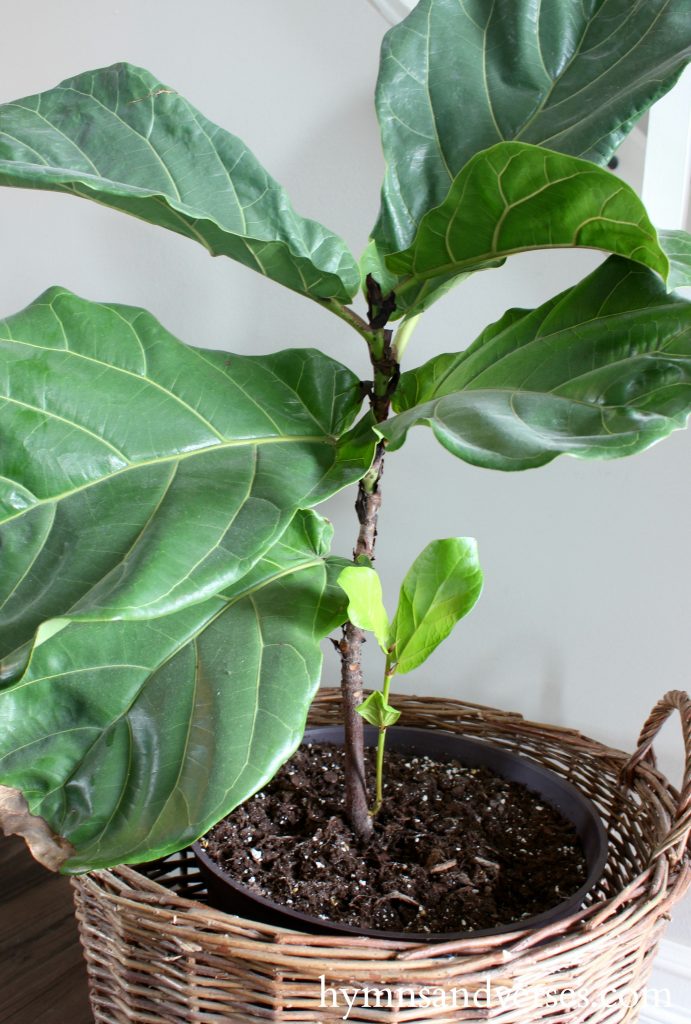 Fiddle Leaf Fig with New Growth - Hymns and Verses Blog
