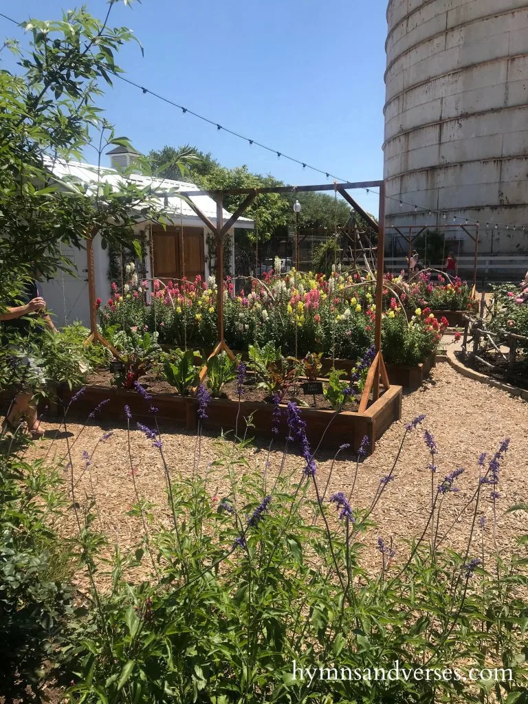 Lavender at Magnolia Market