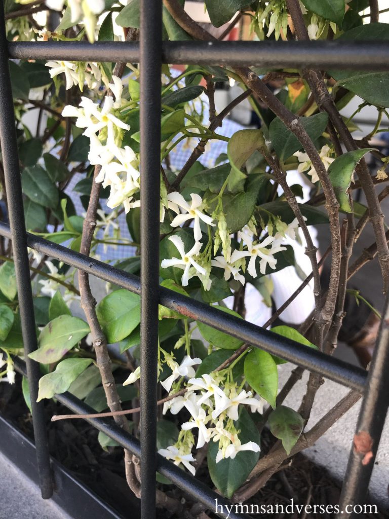 Jasmine Trellis at Magnolia Table