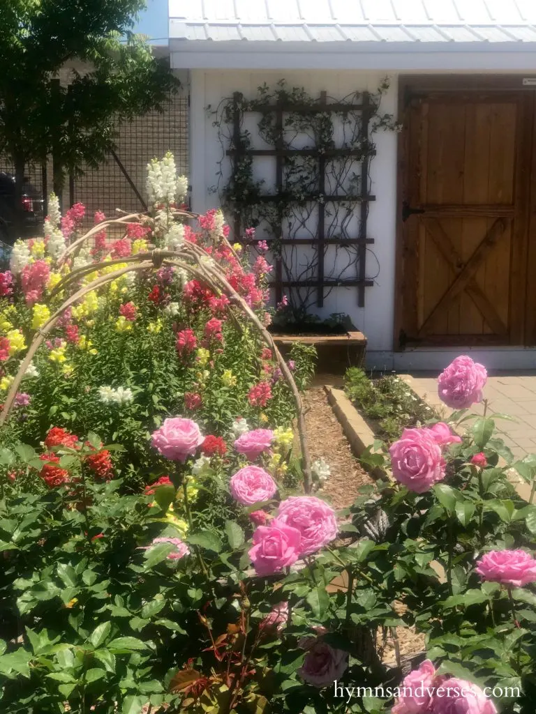 Roses and Snapdragons at Magnolia Market Gardens