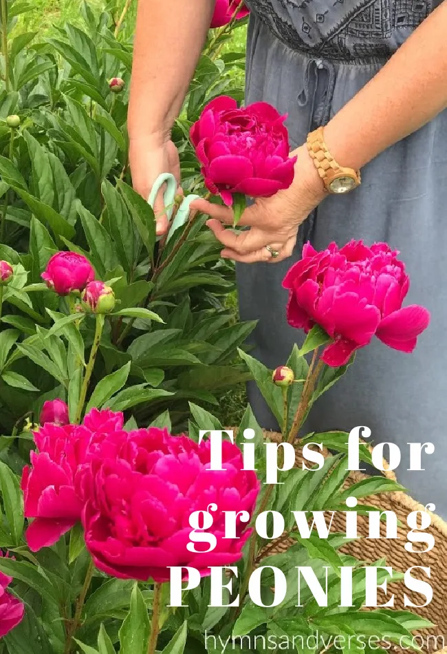 How To Grow Peonies From Seed: Peony Growing & Care Guide - It's Me Lady G