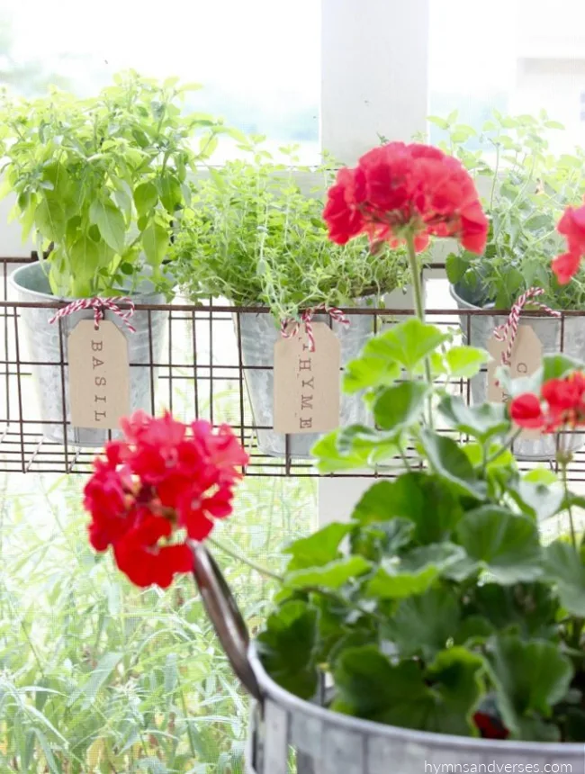 Red Geranium planted in Galvanized Basket