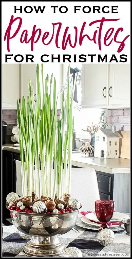 How to Force Paperwhites for Christmas