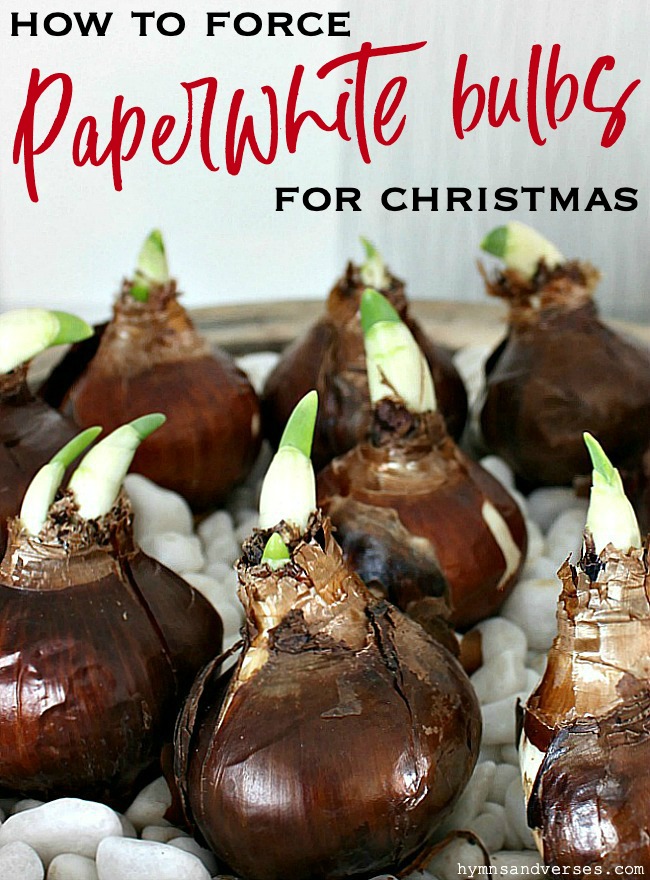 How to Force Paperwhite Bulbs for Christmas