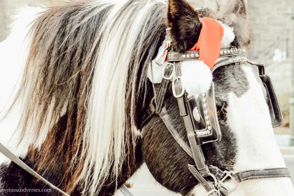 Santa Carriage Horse in Cape May, NJ at Christmastime