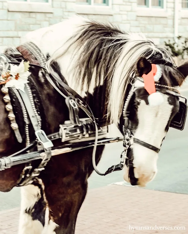 Carriage horse in Cape May at Christmastime