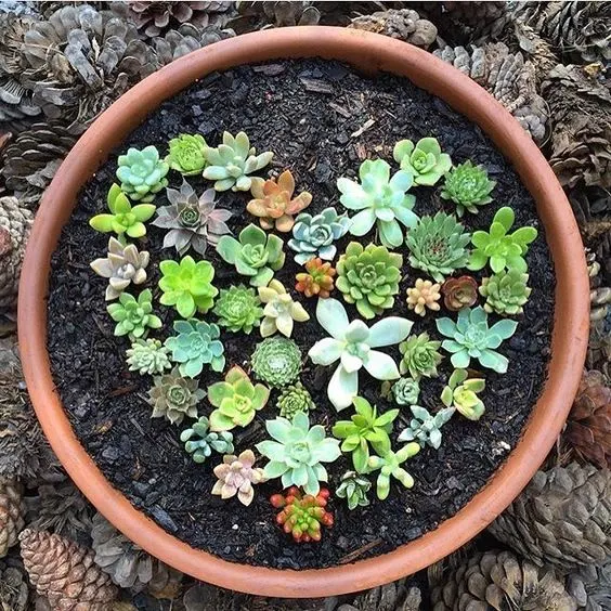 Succulents Arranged in a Heart Shape