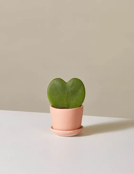 Heart Shape Hoya Succulent