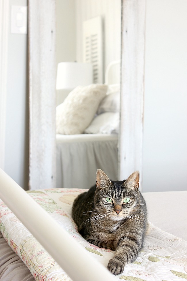 Tabby Cat on Quilt - Spring Season Bedroom