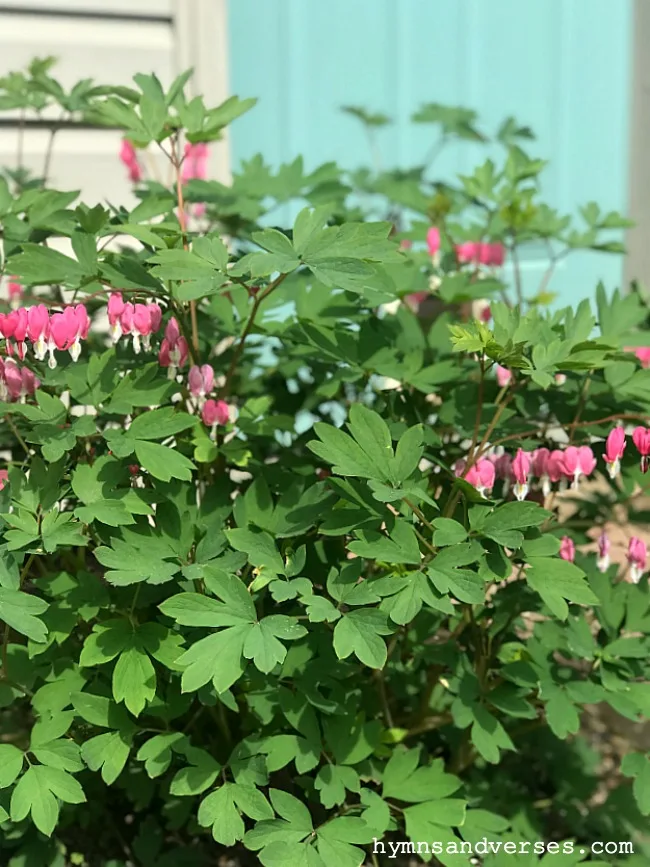 Bleeding Heart - Spring Perennials