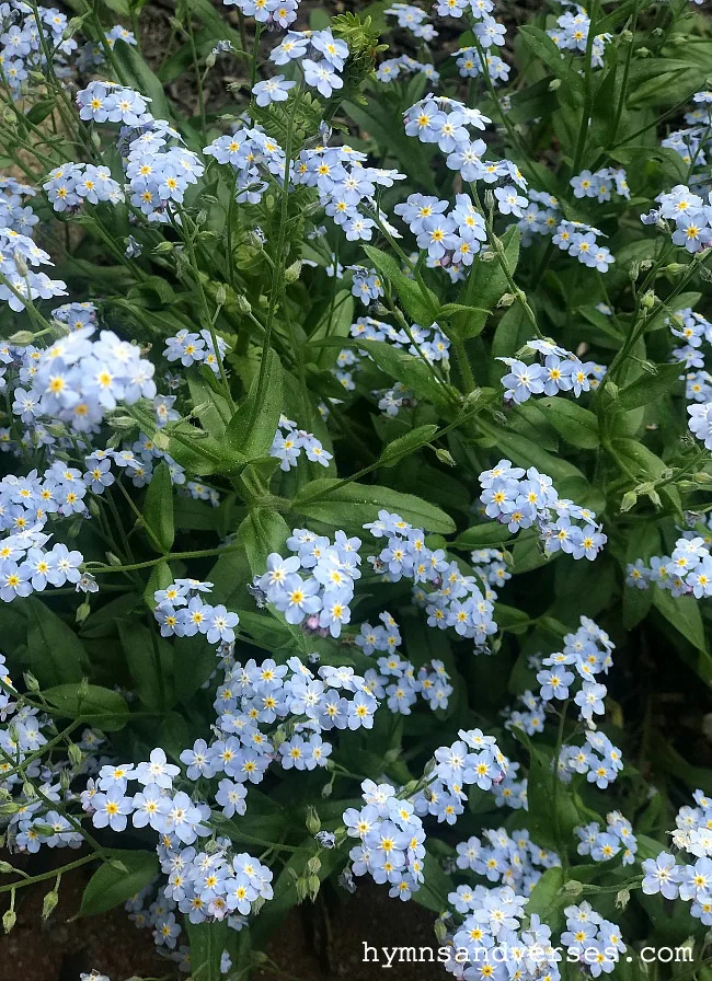 Forget-Me-Nots - Cottage Garden Perennials