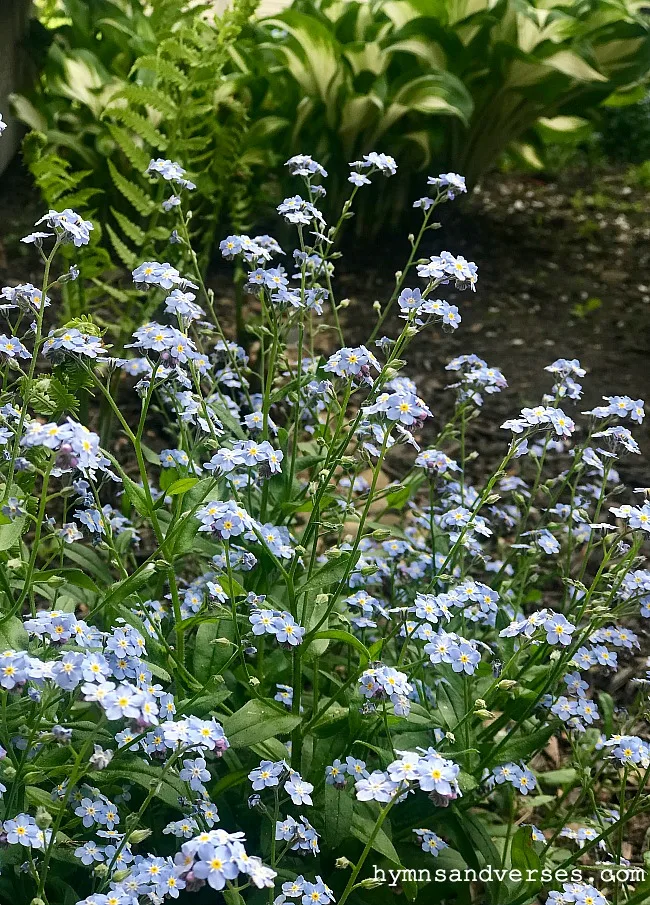 Forget-Me-Nots - Spring Perennials