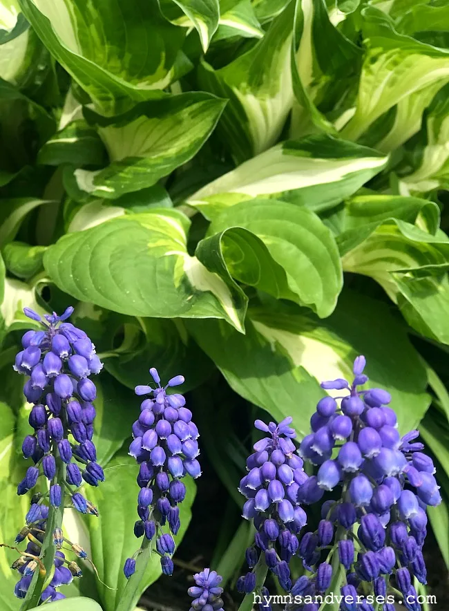 Grape Hyacinth and Variegated Hosta - Spring Perennials
