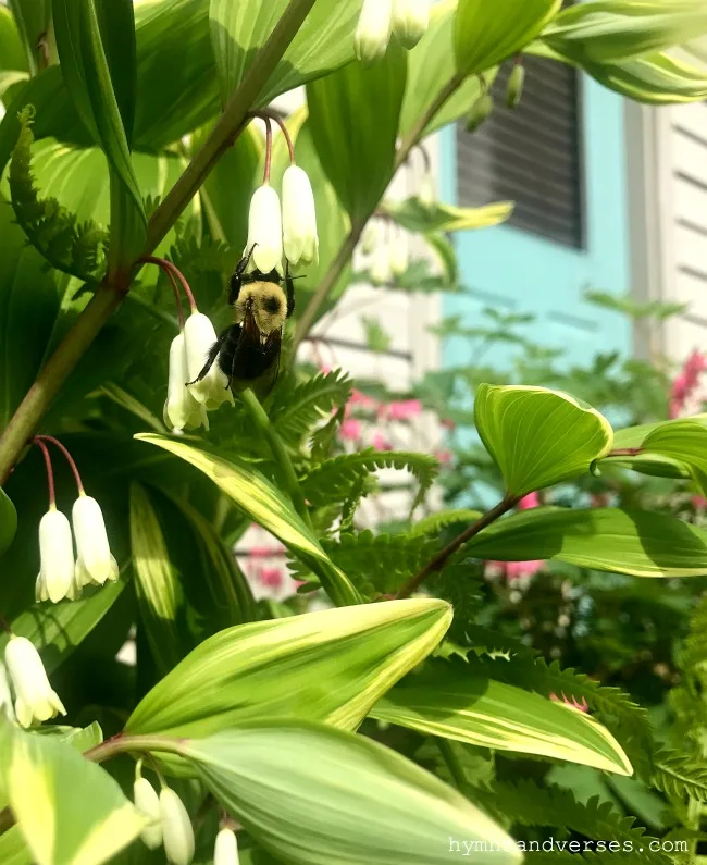 Solomon's Seal - Spring Perennials