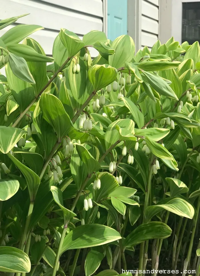 Solomon's Seal - Spring Perennials