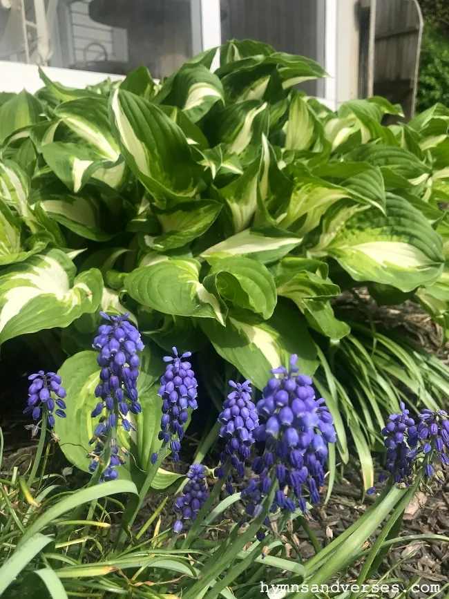 Grape Hyacinth and Variegated Hosta - Spring Perennials