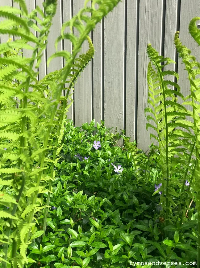 Woodland Ferns or Fiddlehead Ferns - Spring Perennials