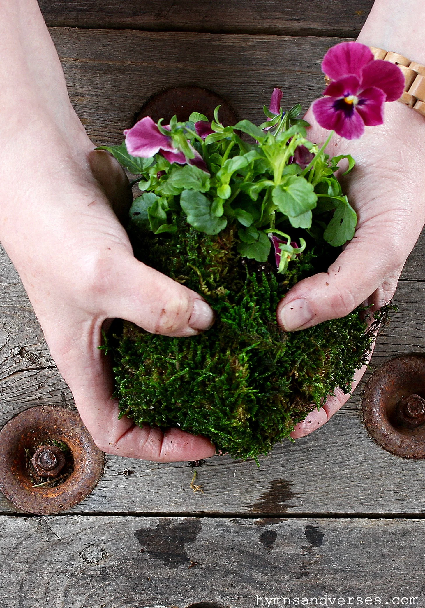 Moss Ball Kokedama with Violas