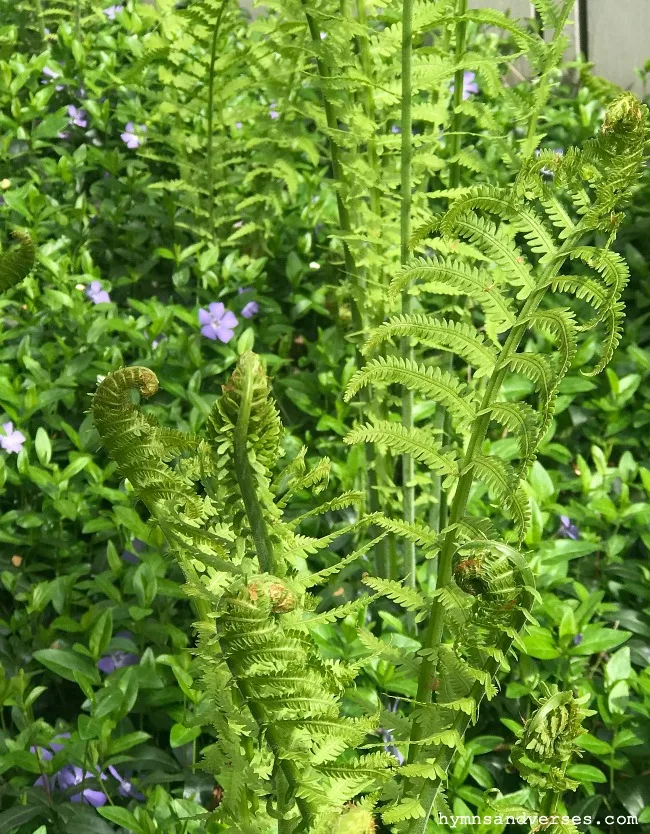 Woodland Ferns or Fiddlehead Fern - Spring Perennials