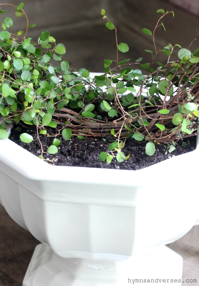 Angel Wire Vine used for Topiary