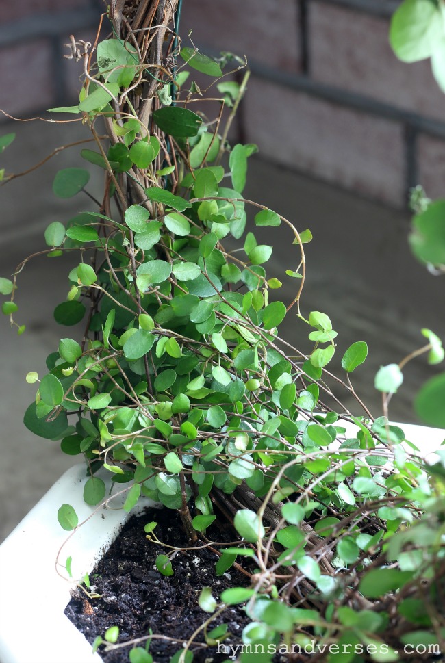 Wire Vine used for Topiary