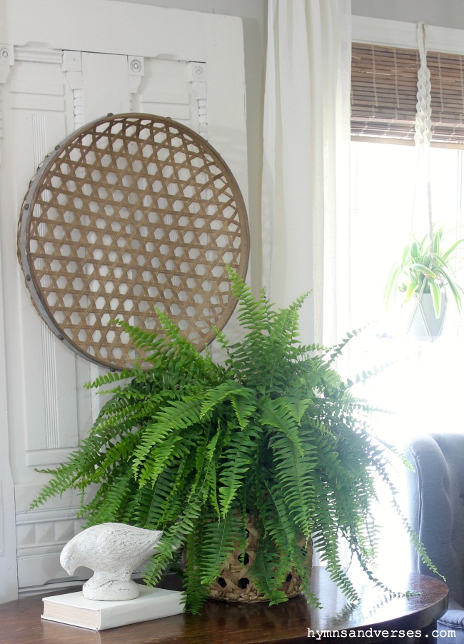 Large Fern in Living Room